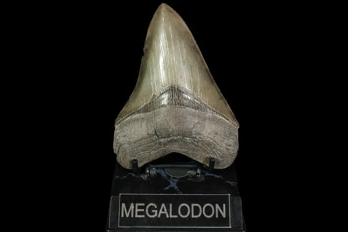 Serrated, Fossil Megalodon Tooth - Georgia #92895